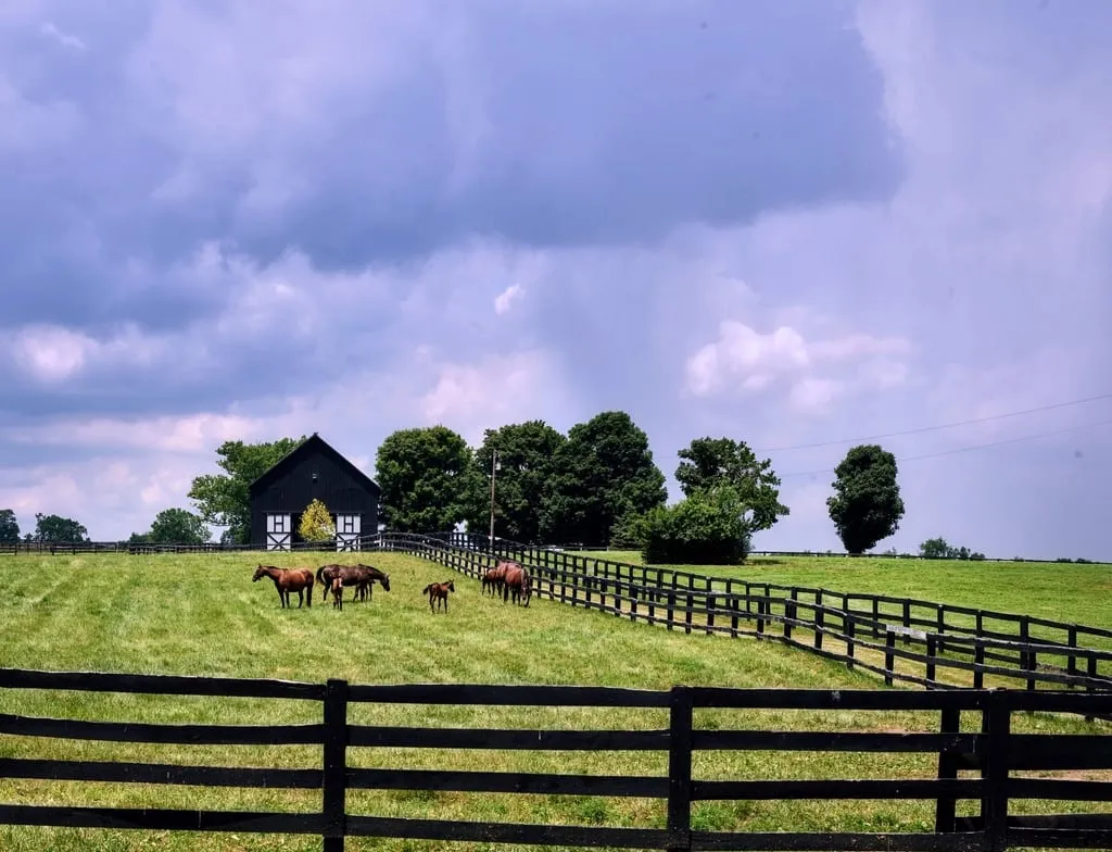 Black board fence on a Kentucky horse farm